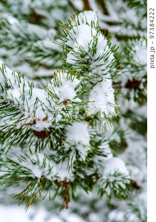 A spruce branch in the snow. Winter snow on the branches and cones. A spruce branch in the snow. Winter snow on the branches and cones. 97384222