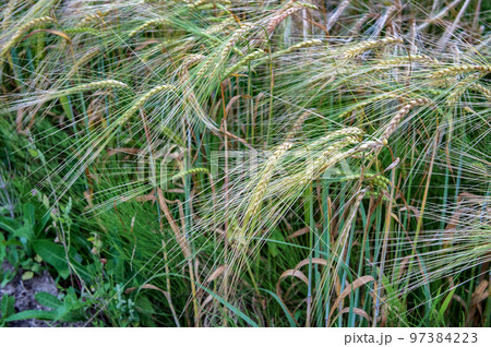 Spikes of wheat. A field of rye. Grain crop in an ear. Spikes of wheat. A field of rye. Grain crop in an ear. 97384223