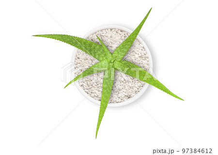 aloe vera in a white pot isolated on white background and clipping path aloe vera in a white pot isolated on white background and clipping path 97384612
