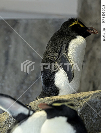 ペンギン 97384618