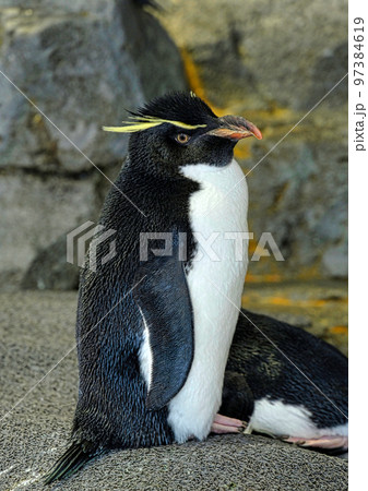 ペンギン ペンギン 97384619