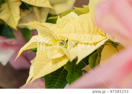 ポインセチア・クリスマス イメージ 97385253