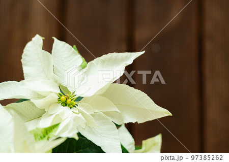 ポインセチア・クリスマス イメージ ポインセチア・クリスマス イメージ 97385262