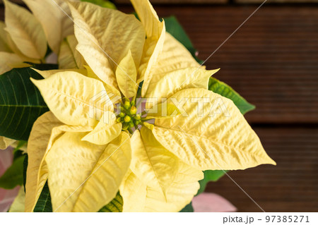 ポインセチア・クリスマス イメージ 97385271