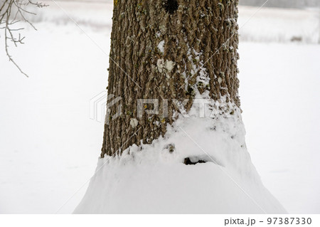The trunk of a deciduous tree and covered with snow in winter The trunk of a deciduous tree and covered with snow in winter 97387330