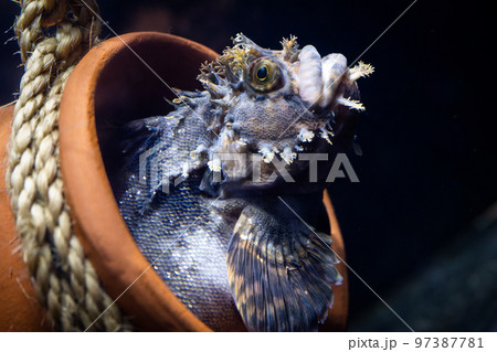 フサギンポ フサギンポ 97387781