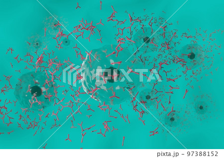 抗体を産生する形質細胞のイメージ 97388152