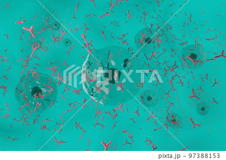 抗体を産生する形質細胞のイメージ 97388153