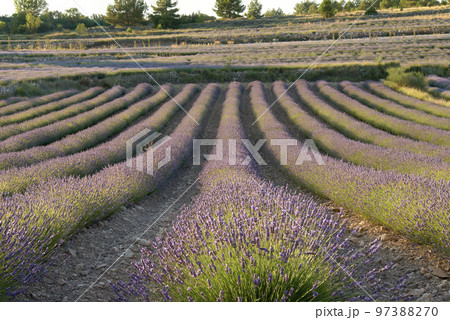 A lavender field in bloom on a sunny day 97388270