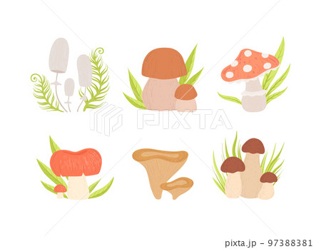 Forest Mushrooms with Stem and Cap Growing in Green Grass Vector Set Forest Mushrooms with Stem and Cap Growing in Green Grass Vector Set 97388381