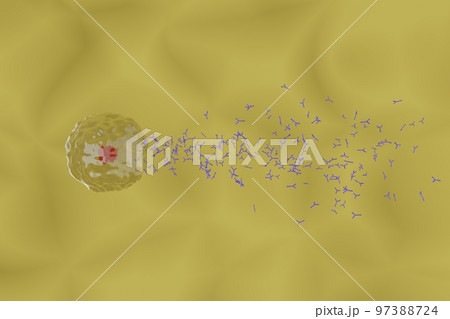 抗体を産生する形質細胞のイメージ 97388724