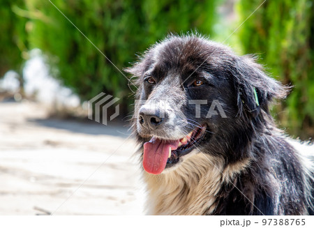 breed dog 97388765