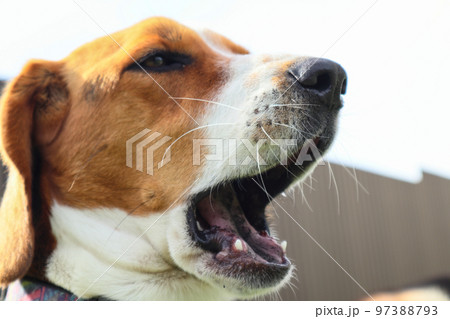 Dog theme. Yawning dog. Cute beagle with open mouth. funny dog. Tricolor beagle dog on green grass, sunny summer day. Place for text. Dog theme. Yawning dog. Cute beagle with open mouth. funny dog. Tricolor beagle dog on green grass, sunny summer day. Place for text. 97388793