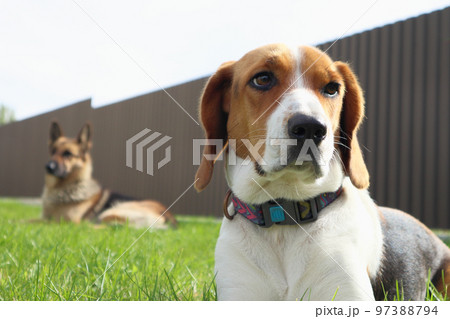 A young beagle lies with German Shepherd on the green grass. Cute Estonian hound dog lies on the green grass. beagle with german Shepherd dog lying on green grass. A young beagle lies with German Shepherd on the green grass. Cute Estonian hound dog lies on the green grass. beagle with german Shepherd dog lying on green grass. 97388794