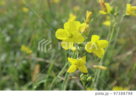 Selective focus of Arugula flower with bokeh background. Rucola (Eruca sativa) with yellow flowers 97388798