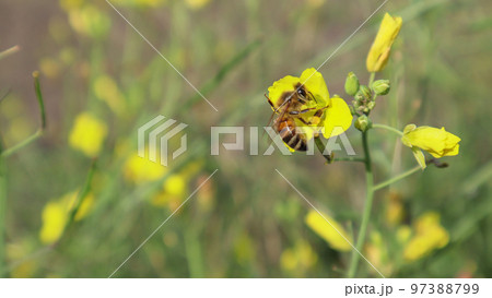 Bee on a arugula flower against a blurry background. Selective focus of a bee pollinating on a yellow blossomed perennial wall-rocket flower Bee on a arugula flower against a blurry background. Selective focus of a bee pollinating on a yellow blossomed perennial wall-rocket flower 97388799