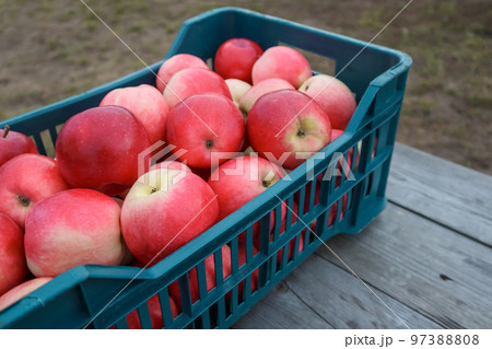 Red apple from organic farm. Harvesting in the garden. Red ripe juicy apples in a plastic box 97388808