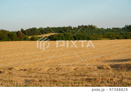 Wheat farm field at harvest. Rural landscape. Golden harvest of wheat in evening. Wheat farm field at harvest. Rural landscape. Golden harvest of wheat in evening. 97388829