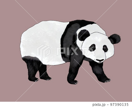 panda bear panda bear 97390135