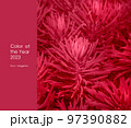 Viva magenta color of the year 2023. 97390882