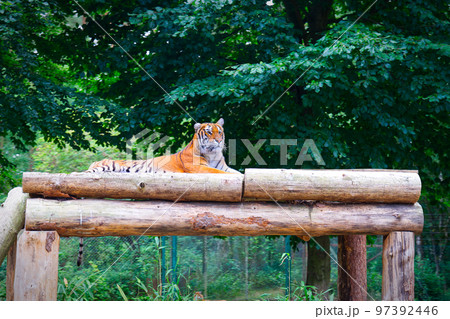 bengal tiger laying down in trees bengal tiger laying down in trees 97392446