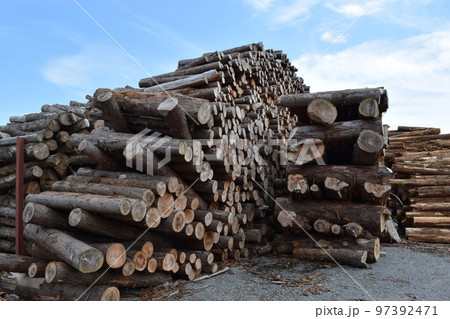 積まれた大量の丸太 積まれた大量の丸太 97392471