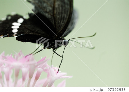 花にとまって蜜を吸うシロオビアゲハ 97392933