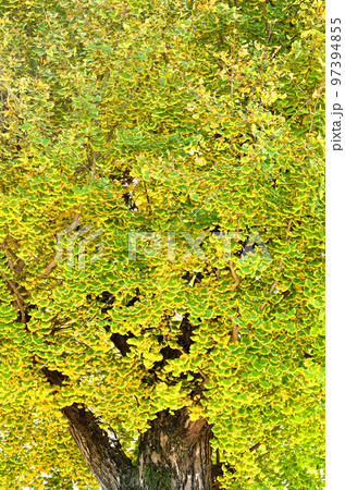 鷲宮神社 御神木 銀杏紅葉 埼玉県羽生市 鷲宮神社 御神木 銀杏紅葉 埼玉県羽生市 97394855