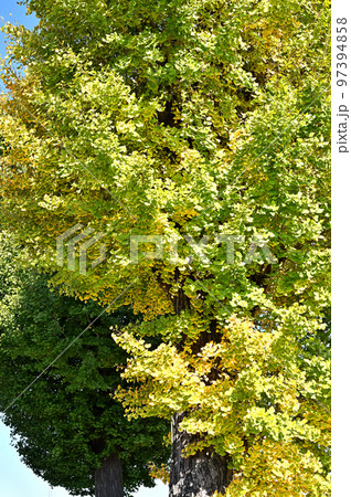 鷲宮神社 御神木 銀杏紅葉 埼玉県羽生市 鷲宮神社 御神木 銀杏紅葉 埼玉県羽生市 97394858