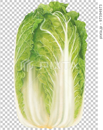 一顆大白菜清新可口的寫實味道手繪插畫 97394973