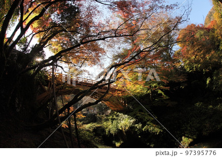 石川県加賀市山中 紅葉した季節に下からみたこおろぎ橋 石川県加賀市山中 紅葉した季節に下からみたこおろぎ橋 97395776
