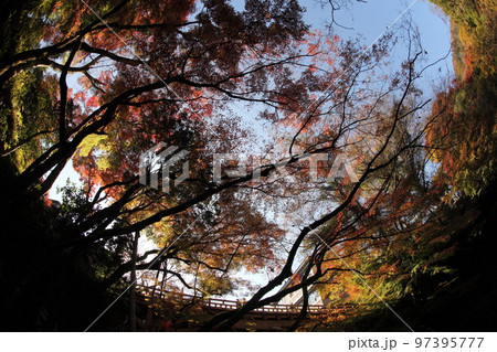 石川県加賀市山中　四方にひろがる紅葉の木々とこおろぎ橋 97395777