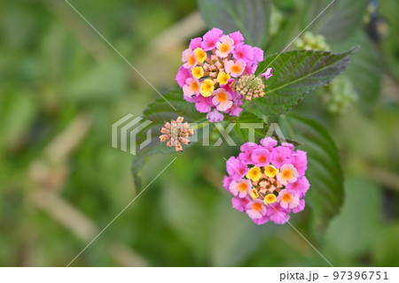 植物・ランタナ クマツヅラ科 植物・ランタナ クマツヅラ科 97396751
