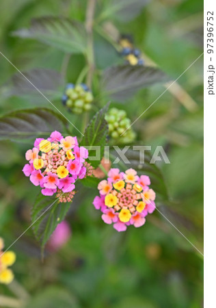 植物・ランタナ　クマツヅラ科 97396752