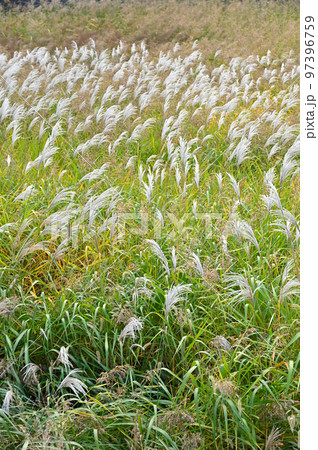 植物・ススキ　イネ科 97396759