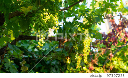 bunches of grapes 97397223