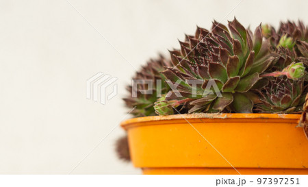 blue wing cocktail 97397251