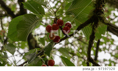 cherry tree cherry tree 97397320