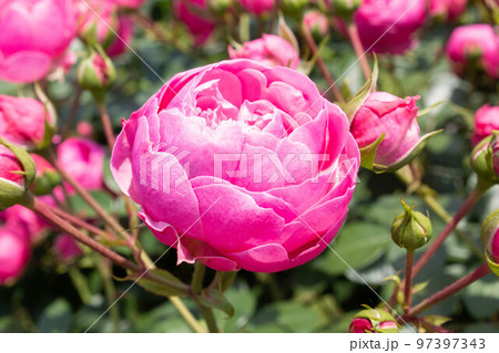 バラ【品種：ポンポネッラ】 97397343