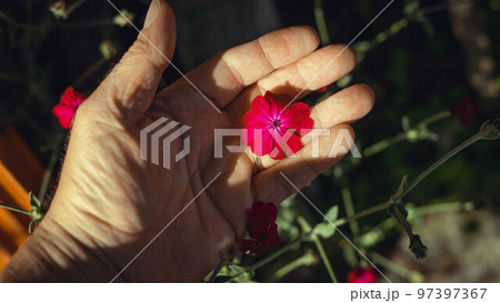 hand with yellow flowers 97397367