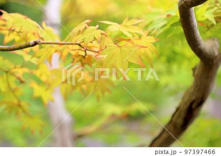 色づくカエデの葉 97397466