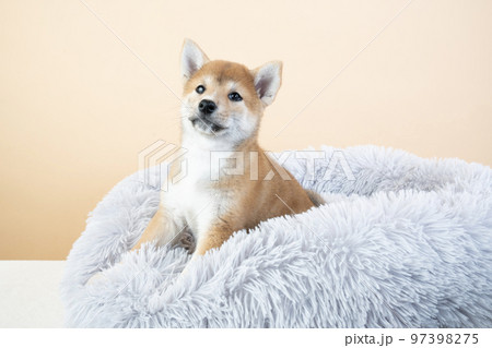ベッドに入った柴犬の子犬 ベッドに入った柴犬の子犬 97398275