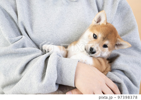女性に抱かれた柴犬の子犬 女性に抱かれた柴犬の子犬 97398378