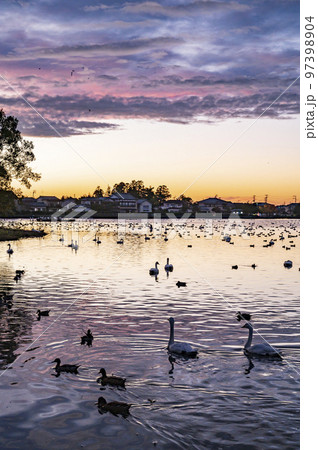 新潟　夕暮れ時の瓢湖 97398904