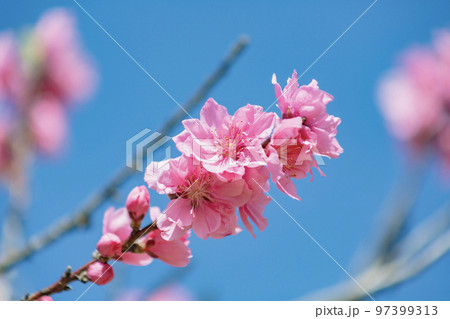 ピンクの桃の花 97399313