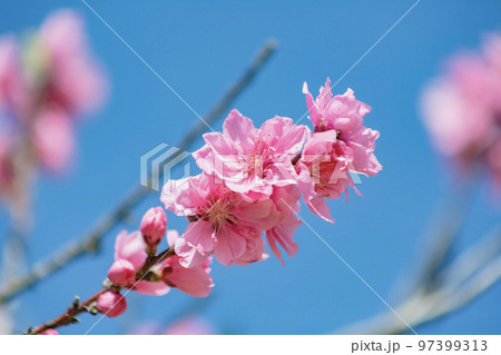 ピンクの桃の花 ピンクの桃の花 97399313