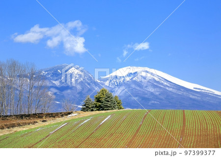 御牧原の麦畑と浅間山 97399377