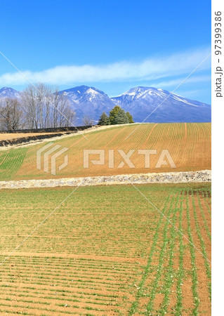 御牧原の麦畑と浅間山 御牧原の麦畑と浅間山 97399386