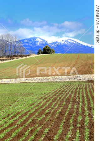 御牧原の麦畑と浅間山 97399387