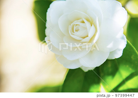 白い椿の花 白い椿の花 97399447